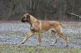 CANE CORSO 728